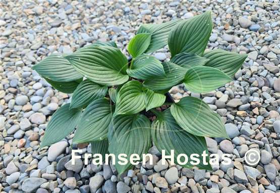 Hosta Lakeside Black Mama