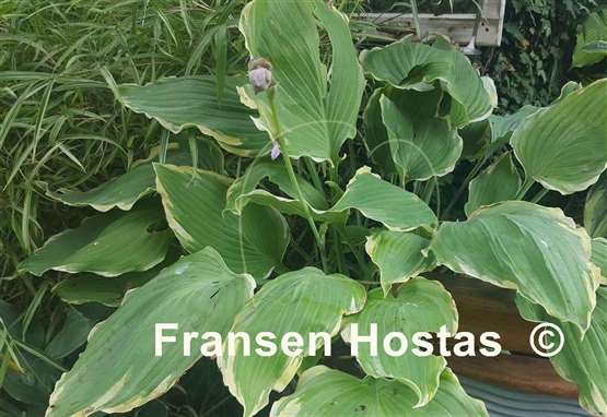 Hosta Lakeside Breaking News