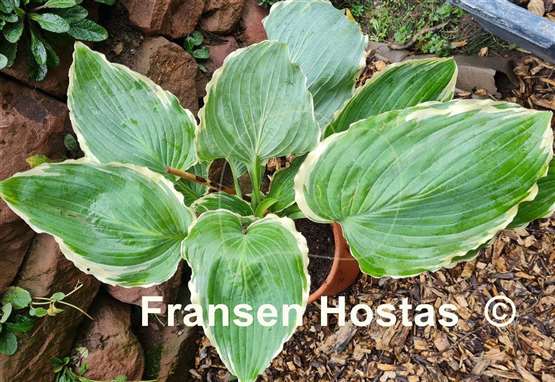 Hosta Lakeside Breaking News