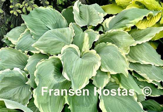 Hosta Lakeside Breaking News