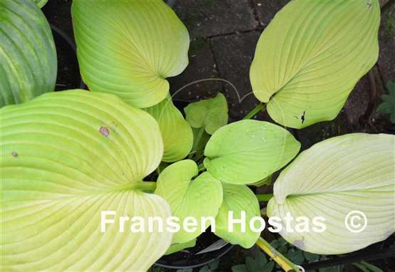 Hosta Lakeside Butter Ball