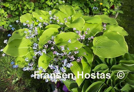 Hosta Lakeside Cha Cha