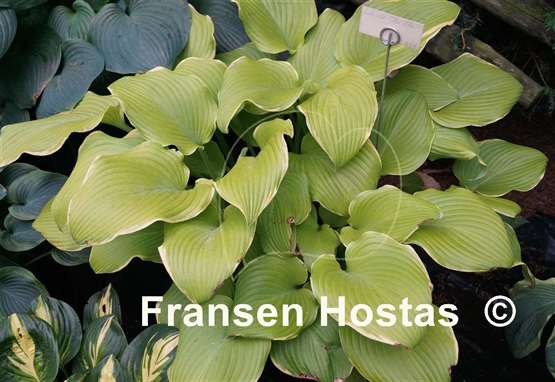 Hosta Lakeside Cha Cha