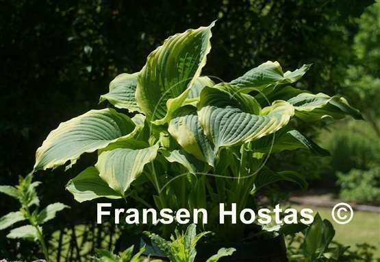 Hosta Lakeside Cindy Cee