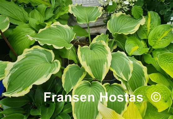Hosta Lakeside Cindy Cee