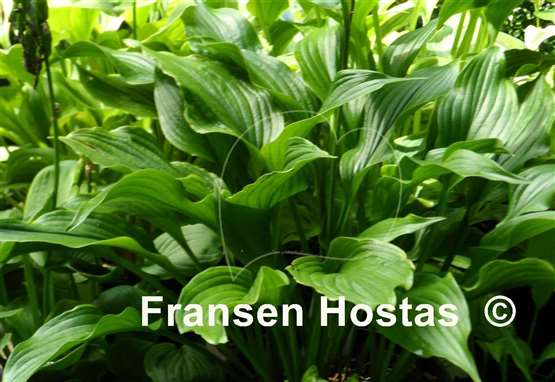 Hosta Lakeside Coal Miner