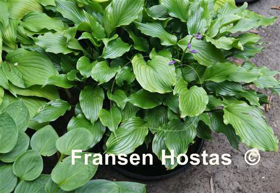Hosta Lakeside Coal Miner