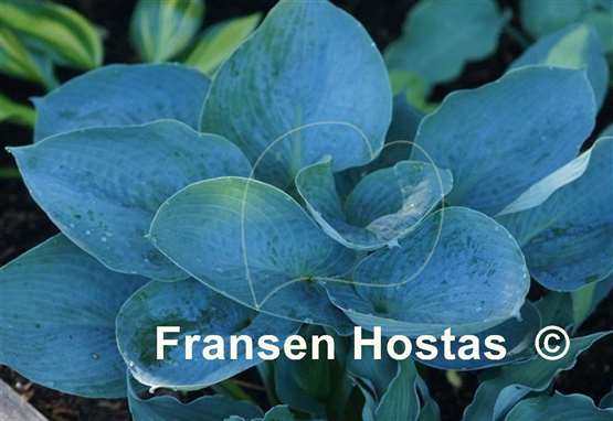 Hosta Lakeside Color Blue