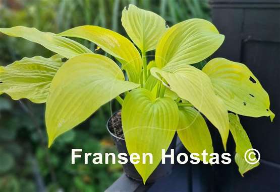 Hosta Lakeside Contender
