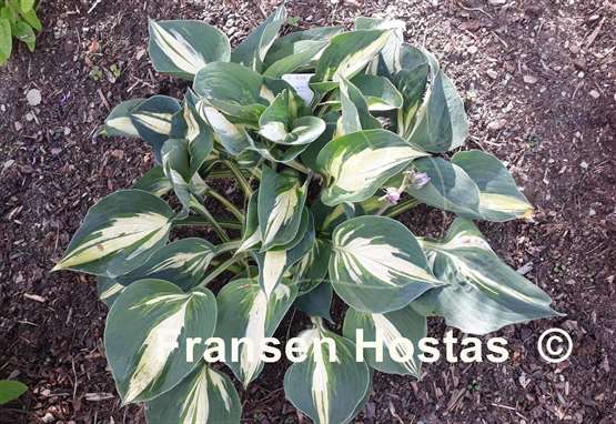 Hosta Lakeside Cupcake