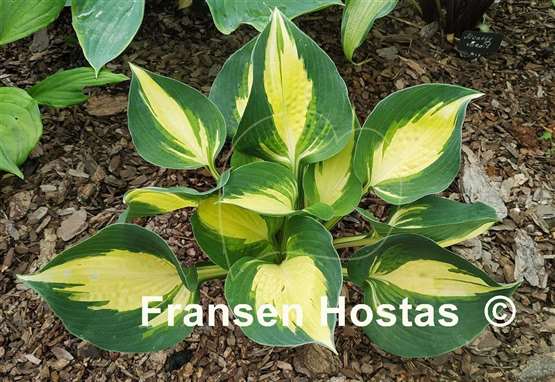 Hosta Lakeside Cupcake