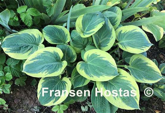 Hosta Lakeside Cupid's Cup