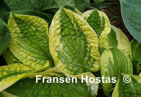 Hosta Lakeside Dimpled Darling