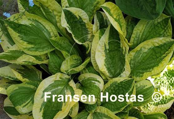 Hosta Lakeside Dimpled Darling