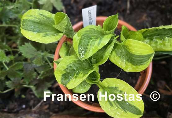 Hosta Lakeside Dimpled Darling