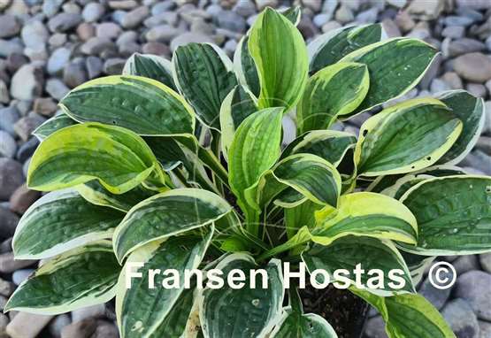Hosta Lakeside Dimpled Darling