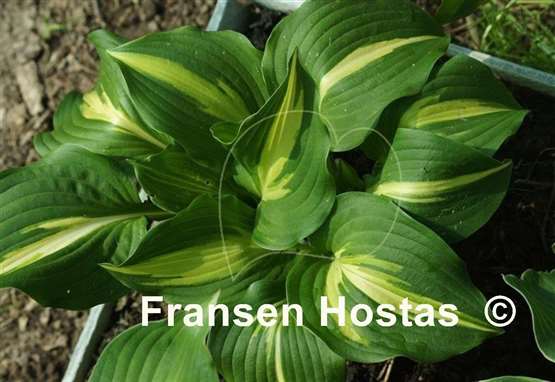 Hosta Lakeside Dividing Line