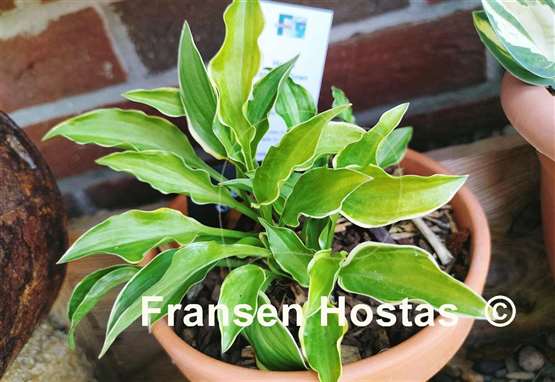 Hosta Lakeside Down Sized