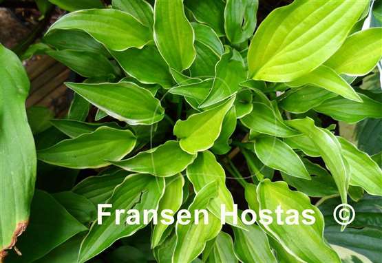 Hosta Lakeside Down Sized