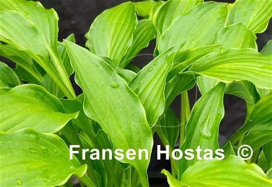 Hosta Lakeside Down Sized