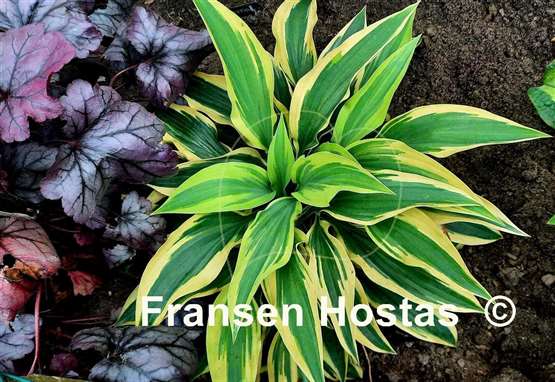 Hosta Lakeside Dragonfly