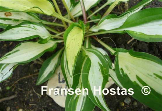 Hosta Lakeside Elfin Fire