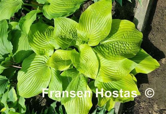 Hosta Lakeside Foaming Sea