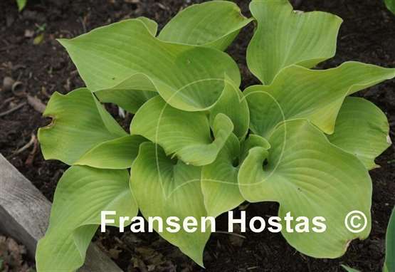 Hosta Lakeside Foaming Sea