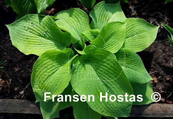 Hosta Lakeside Foaming Sea