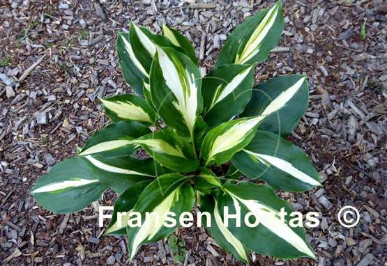 Hosta Lakeside Fruit Loops