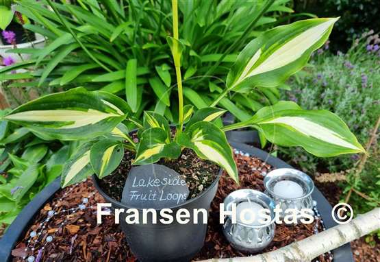 Hosta Lakeside Fruit Loops