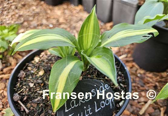 Hosta Lakeside Fruit Loops