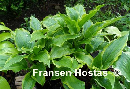 Hosta Lakeside Hoola Hoop
