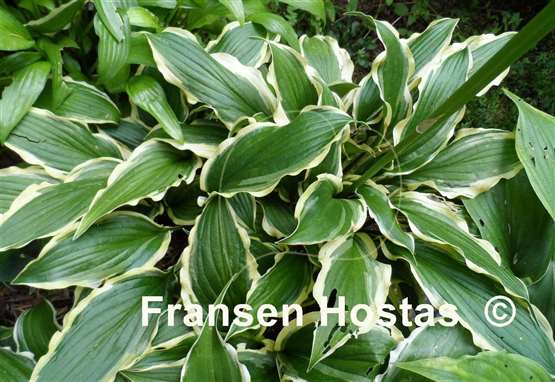 Hosta Lakeside Hoola Hoop