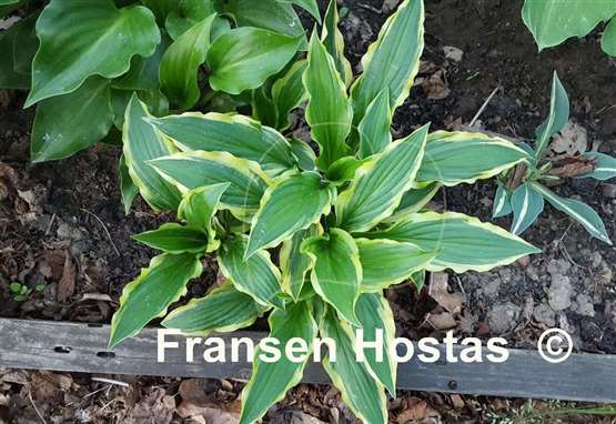 Hosta Lakeside Hoola Hoop
