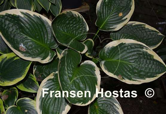 Hosta Lakeside Jazzy Jane