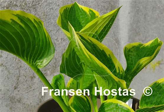 Hosta Lakeside Jazzy Jane