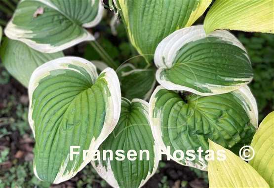 Hosta Lakeside Keepsake