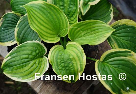 Hosta Lakeside Keepsake
