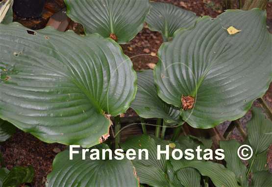 Hosta Lakeside Khum Kaw