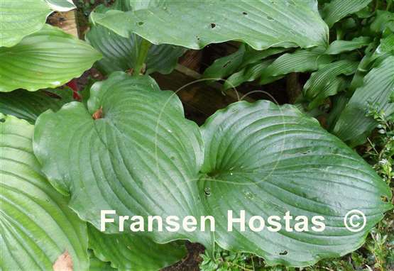 Hosta Lakeside Khum Kaw