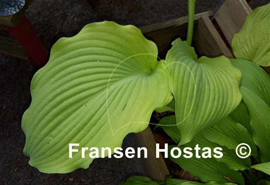 Hosta Lakeside Khum Kaw