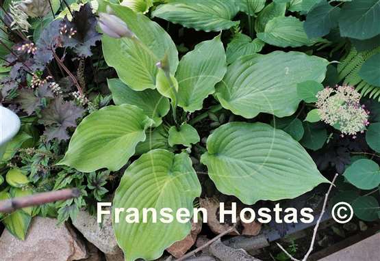 Hosta Lakeside Khum Kaw
