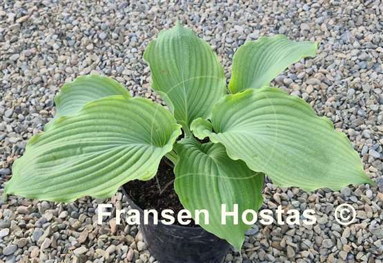Hosta Lakeside Khum Kaw