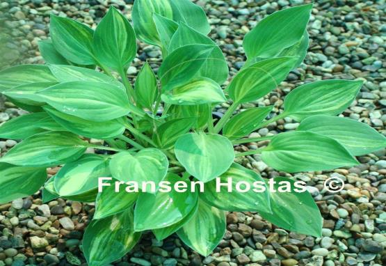 Hosta Lakeside Knickknack