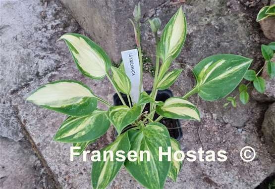 Hosta Lakeside Knickknack