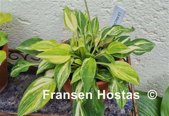 Hosta Lakeside Knickknack