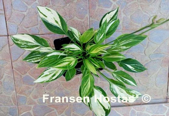 Hosta Lakeside Knickknack