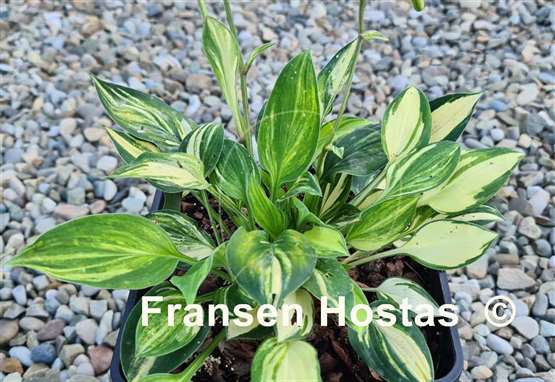 Hosta Lakeside Knickknack