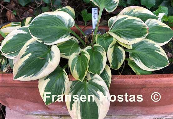 Hosta Lakeside Legal Tender